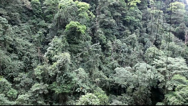 Tropischer Regenwald in Costa Rica, Blätterdach von erhöhtem Posten, Panorama-Schwenk