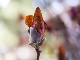 Spring Time Flower Bud Ready to Bloom - Rose