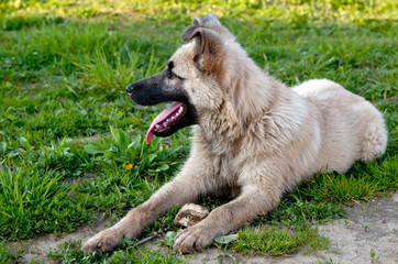 dog on green lawn