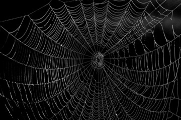Spinnennetz