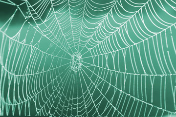Spinnennetz