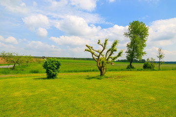 Green lawn and trees on meadow, Burgenland, southern Austria
