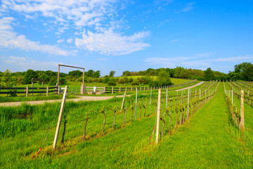 Fototapeta na wymiar Vineyards in wine making region of Burgenland in spring, Austria