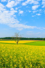 Obraz premium Lonely tree on yellow rapeseed flower field, Burgenland, Austria