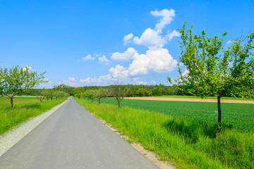 Fototapeta na wymiar Road in green farming fields with blue sky, Burgenland, Austria