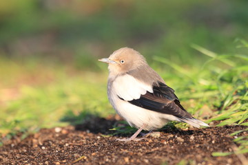 White-shouldered Starling (Sturnus sinensis) in Japan