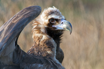 European Black Vulture (Aegypius Monachus)