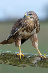 Common Buzzard (Buteo Buteo)