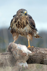 Common Buzzard (Buteo Buteo)