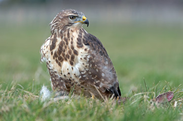 Common Buzzard (Buteo Buteo)