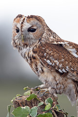 Tawny Owl (Strix Aluco)