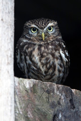 Little Owl (Athene Noctua)