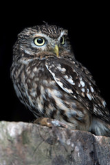 Little Owl (Athene Noctua)
