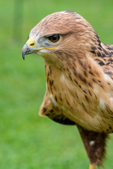 Gheppio