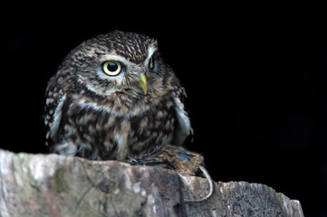 Little Owl (Athene Noctua)