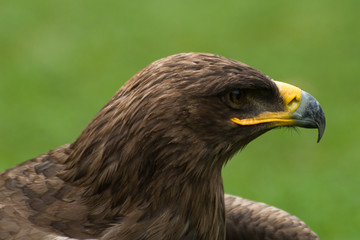 Aquila