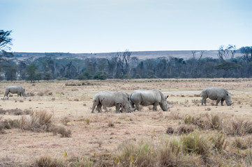 Obraz na płótnie Canvas Rhino