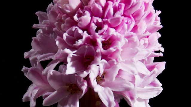 Timelapse of pink hyacinth flower blooming on black background