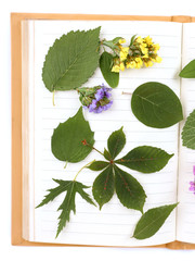 Dry up plants on book isolated on white