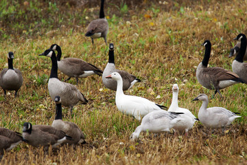 Geese in a field