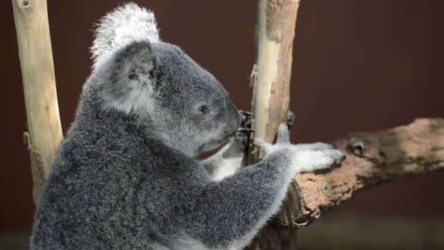 Australian koala outdoors.