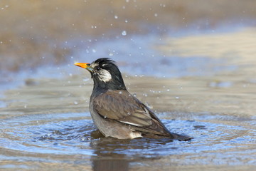White-cheeked Starling (Sturnus cineraceus) in Japan