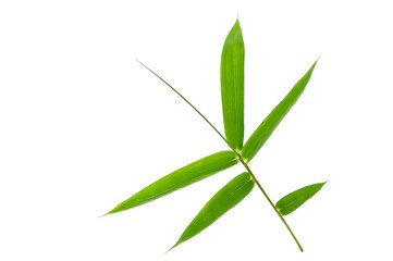 Fototapeta premium (Bambusa beecheyana Munro),leaf form and texture