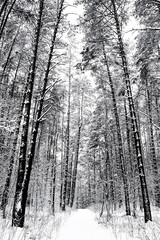 Fototapeta premium Road through frozen forest with snow black and white