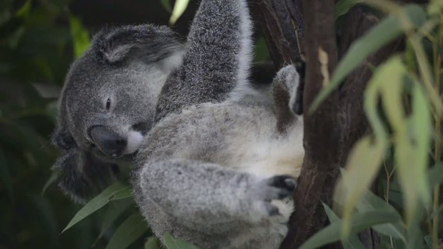 Australian koala outdoors.