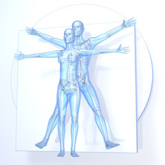 Da Vinci Vitruvian Man, Woman, Couple, transparent