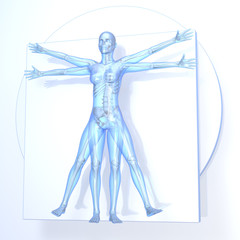 Da Vinci Vitruvian Man, Woman, transparent
