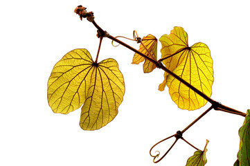 (Bauhinia aureifolia K.Larsen & S.S.Larsen), leaf form and textu