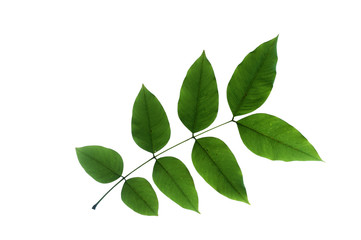(Cassia fistula L.), leaf form and texture