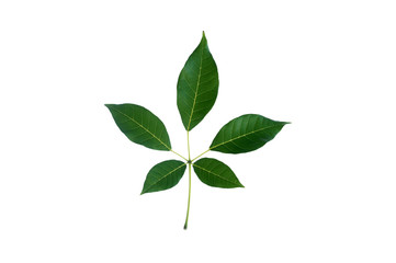 Fototapeta na wymiar (Tabebuia rosea (Bertol.) Bertero ex A.DC.), leaf form and textu