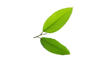 (Dipterocarpus alatus Roxb. ex G.Don), leaf form and texture