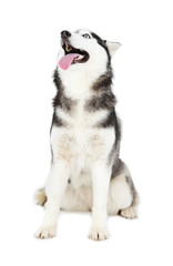 Beautiful cute husky, isolated on white