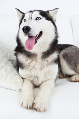 Beautiful cute husky lying on sofa in white room