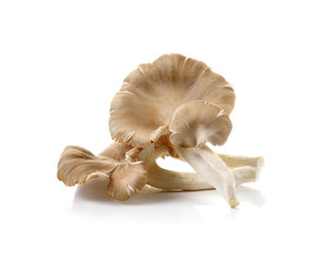 oyster mushroom on white background
