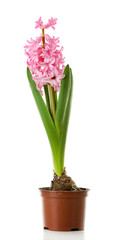 Hyacinth spring flowers isolated on white