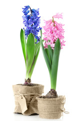 Hyacinth spring flowers isolated on white