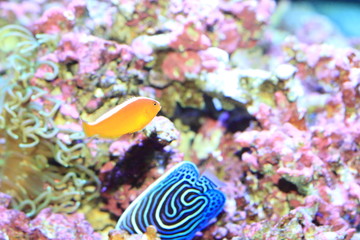 Pink anemonefish (Amphiprion perideraion) in Japan