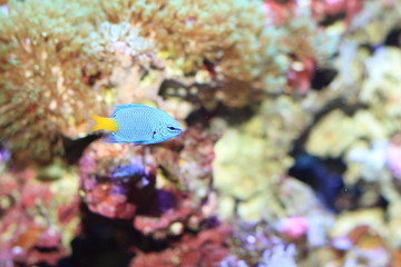 Yellowtail Damselfish (Ｃｈｒｙｓｉｐｔｅｒａ parasema) in Japan