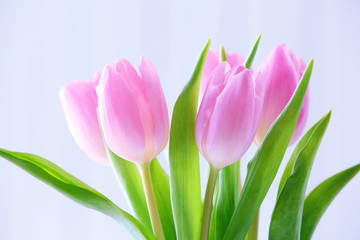 Beautiful pink tulips on light background