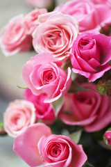 Beautiful pink roses close up