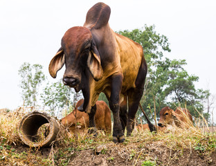 Cattle across the ridge
