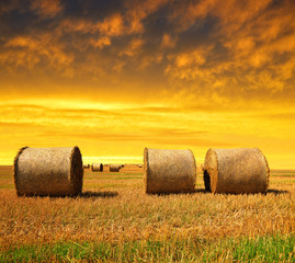 Straw bales on farmland at sunset