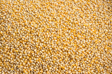 many corn seed