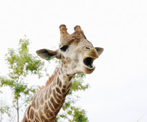 Naklejka premium Portrait of roaring giraffe, Safari Park Taigan, Crimea.