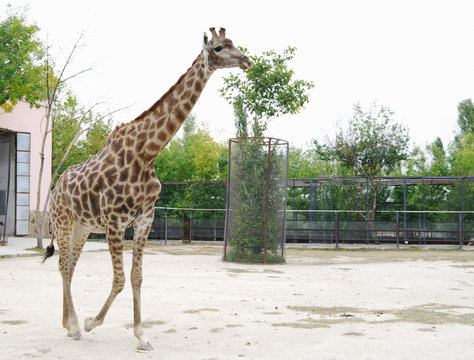 Giraffe in  aviary, Safari Park Taigan, Crimea.