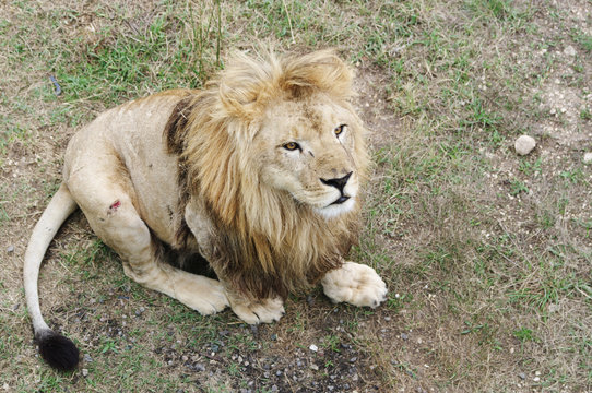 Lion close up, Safari Park Taigan (lions Park), Crimea.